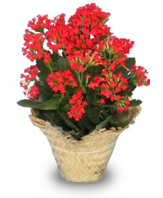 Kalanchoe blossfeldiana